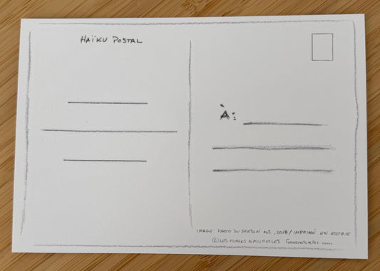 Carte postale Coquelicots jaunes