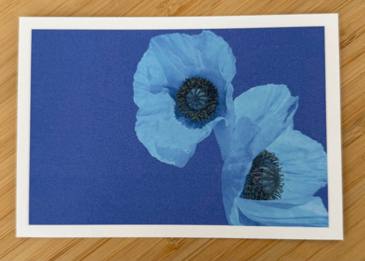 Carte postale Coquelicots bleus